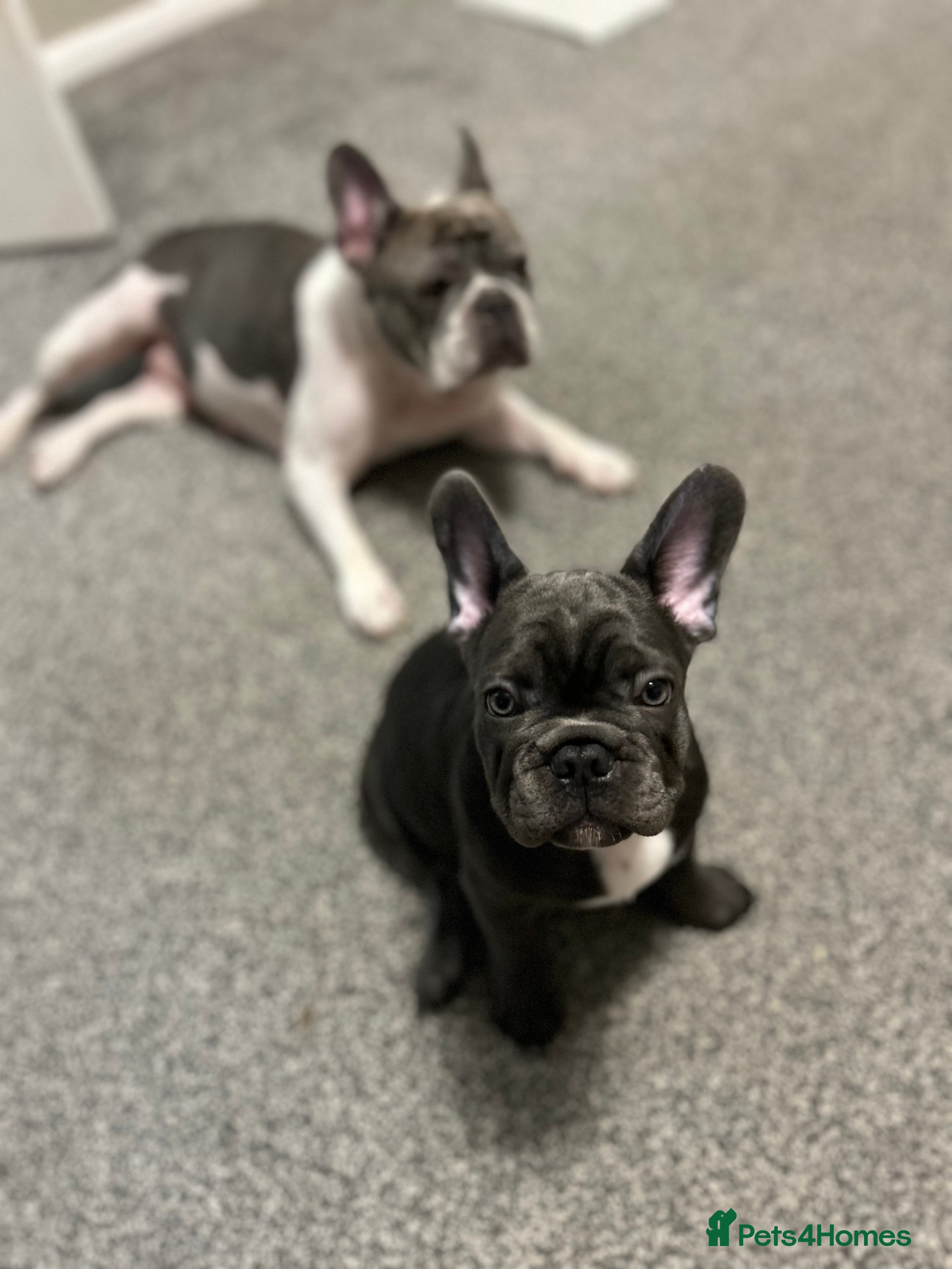 French Bulldog dogs Boy looking for ⭐️⭐️⭐️⭐️forever home 🏠🐶🐾 - Advert 8
