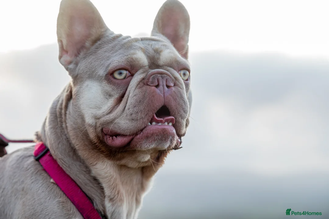 French Bulldog dogs for stud: New Shade Isabella Pied French Bulldog Stud Proven in Gunnislake - Advert 10