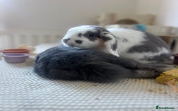 Mini Lop rabbits for sale: Rehoming Two Mini Lops - Image 8