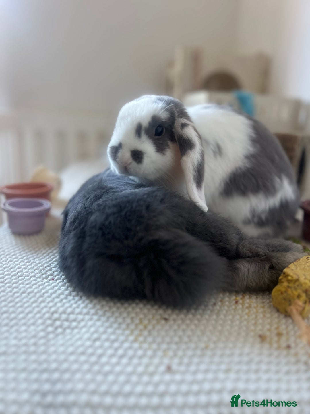 Mini Lop rabbits for sale: Rehoming Two Mini Lops - Image 8