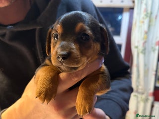 Jack Russell dogs - Advert 1