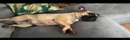 French Bulldog dogs for sale: Coco - French Buldog  - Advert 5