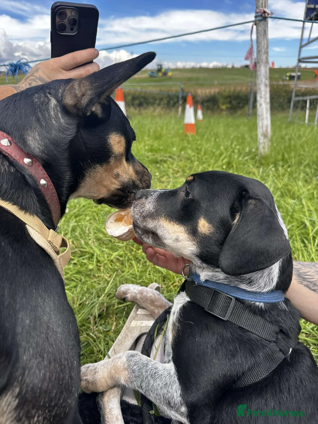 Mixed Breed dogs for sale: Mother and son  - Advert 4