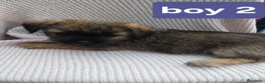 Mixed Breed 2