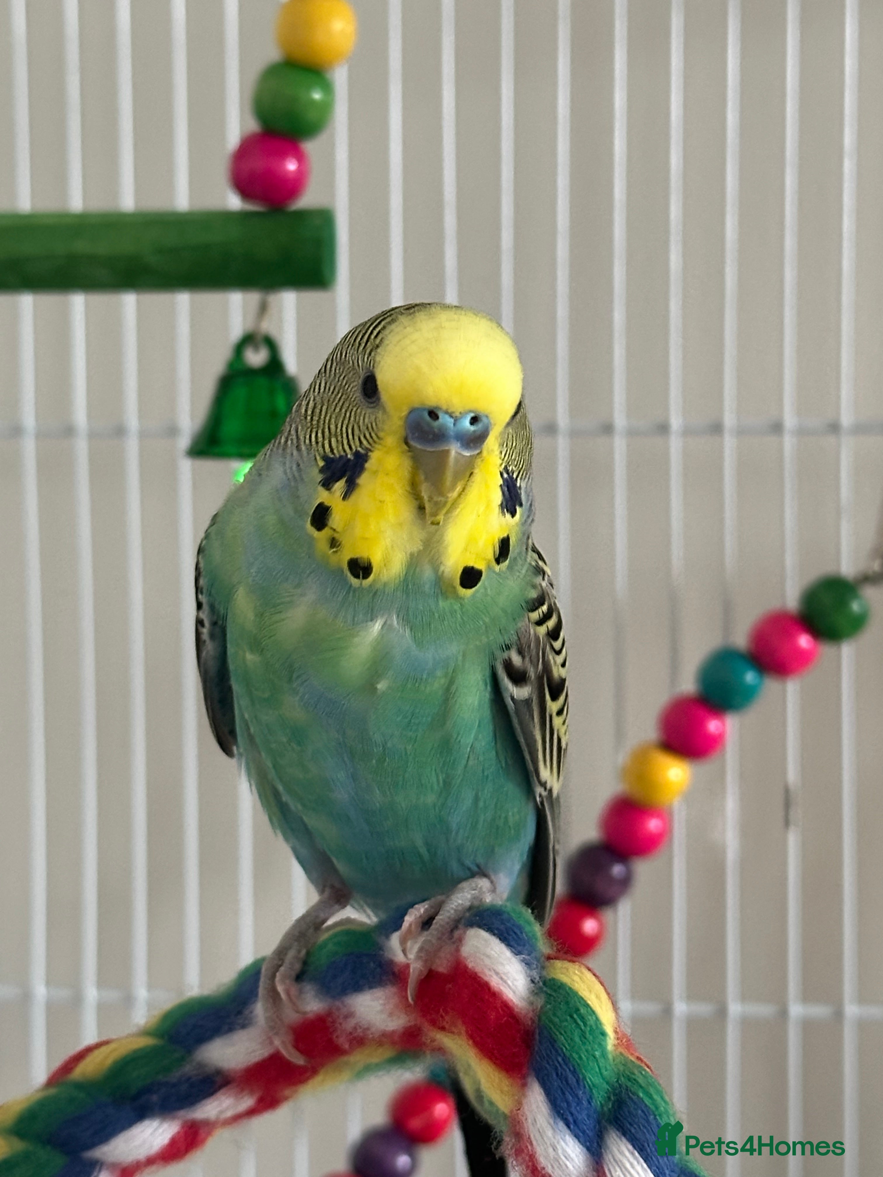 Budgerigars birds Male tame Budgie for sale  - Advert 5