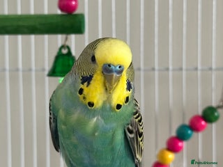 Budgerigars birds Male tame Budgie for sale - Advert 1
