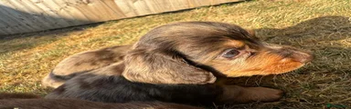 Miniature Dachshund 1