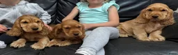 Cocker Spaniel dogs for sale: Outstanding KC Show Cocker Spaniels - Advert 2