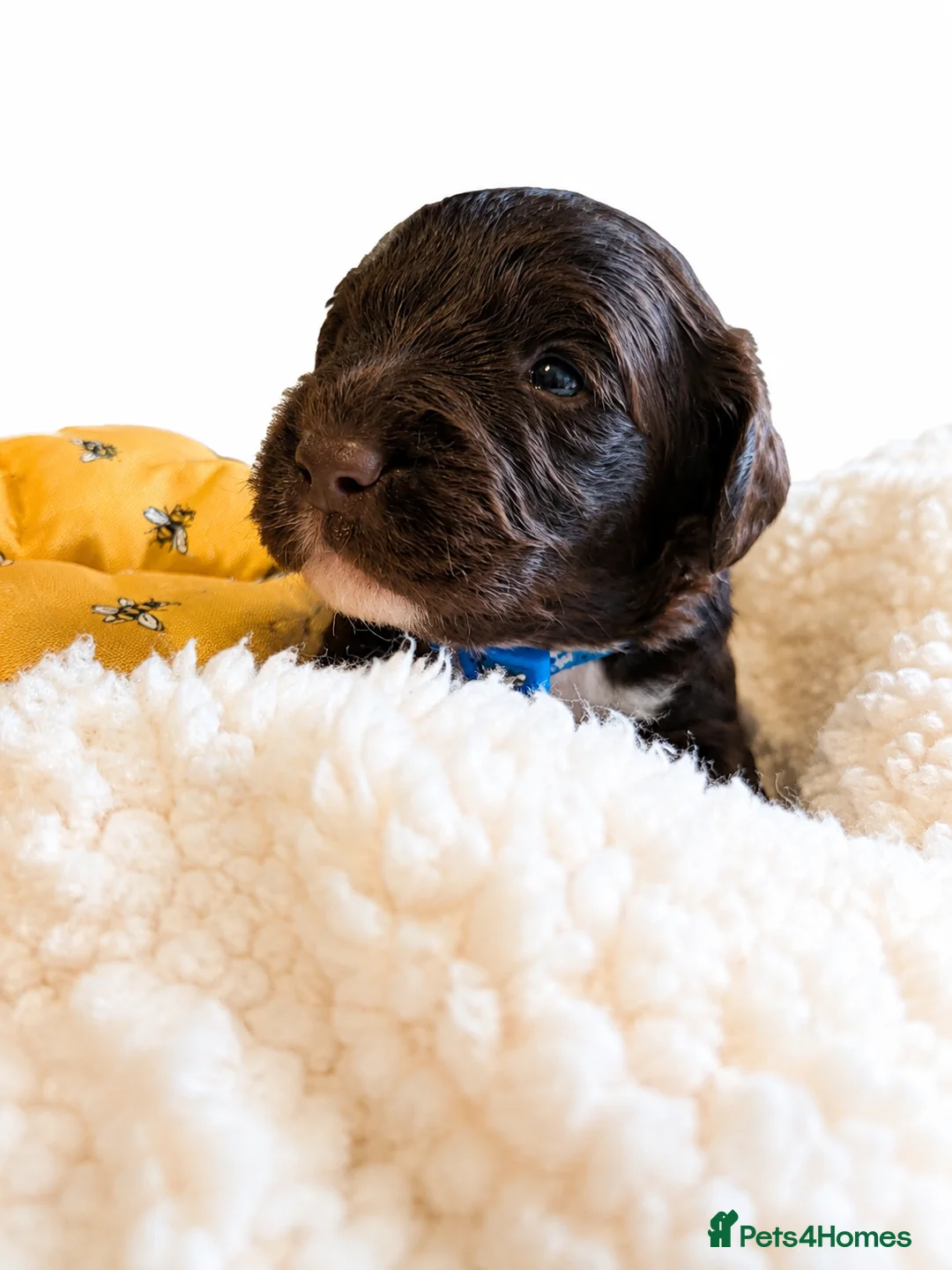 Mixed Breed dogs for sale: Beautiful Sproodle Puppies ready In 1 week! - Advert 40