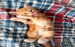 Mixed Breed cats for sale: 2 girls tabby and 2 boys gingers ragdoll tabby mix - Image 4