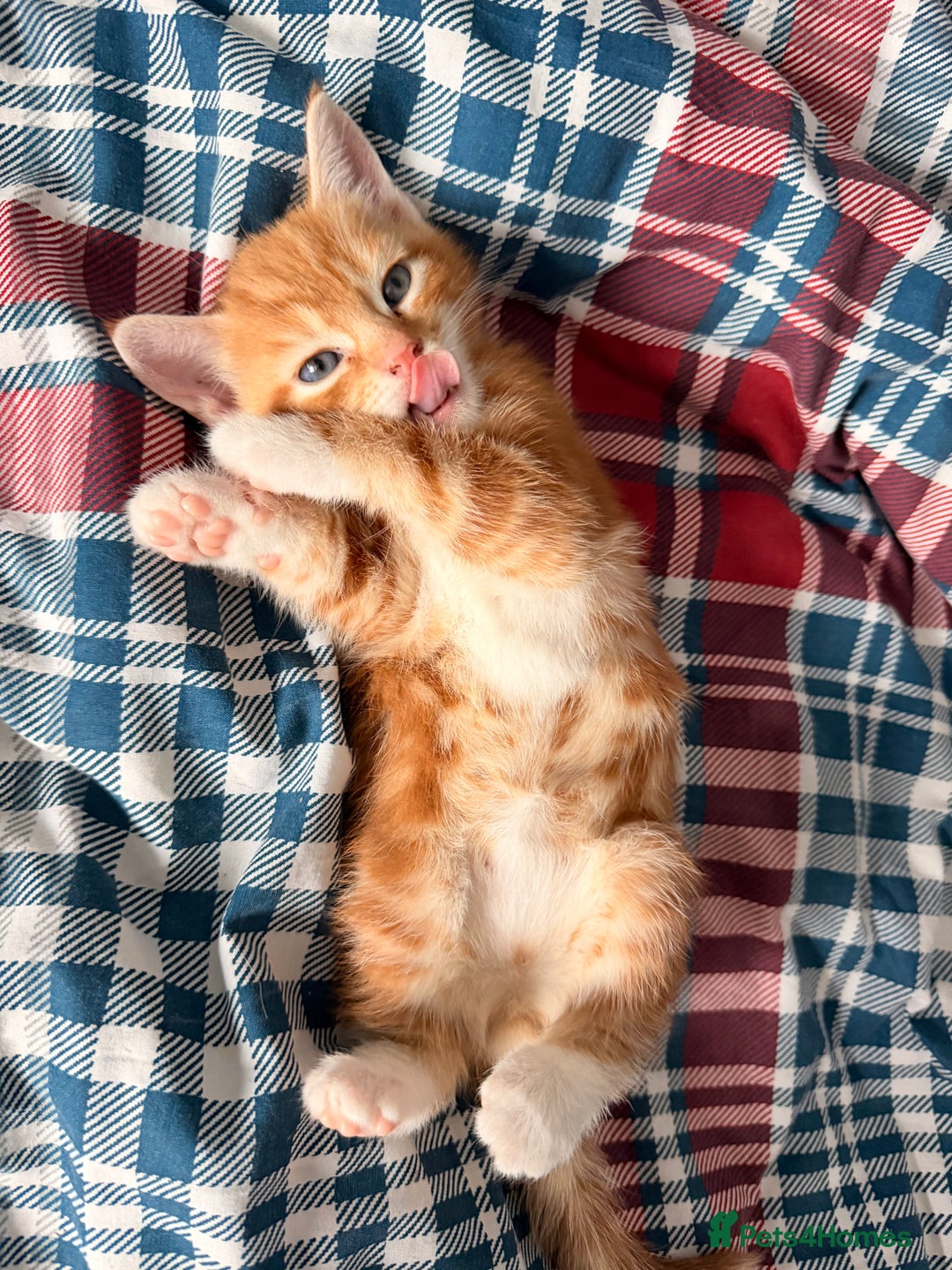 Mixed Breed cats for sale: 2 girls tabby and 2 boys gingers ragdoll tabby mix - Image 4