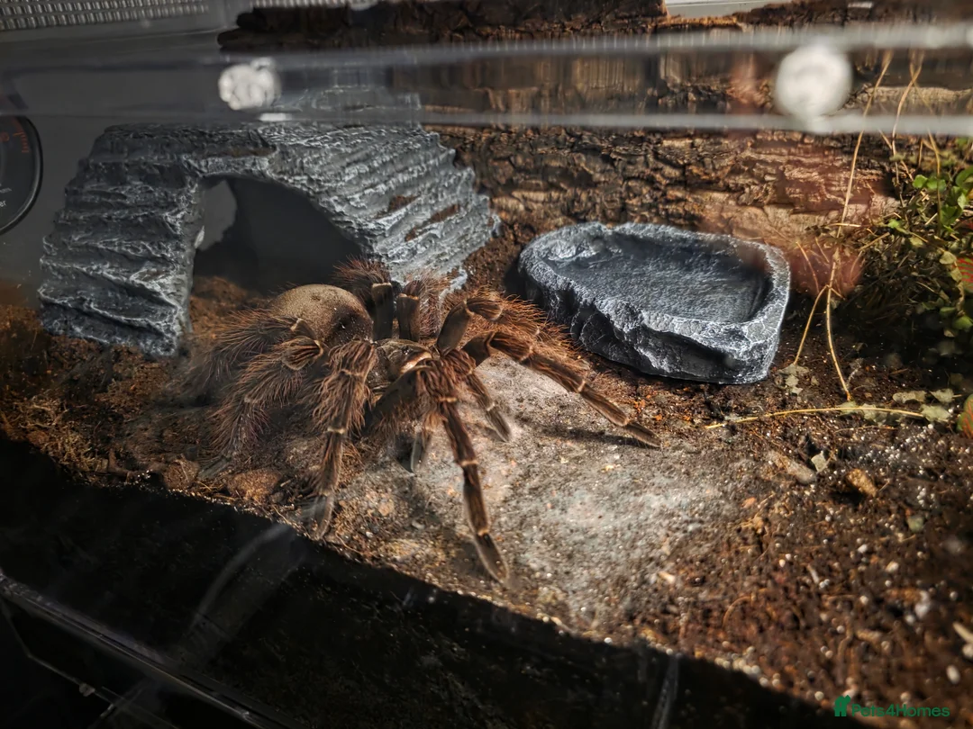 Gallery Image {{count}}