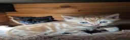 Mixed Breed cats for sale: 2 Bengal/Norwegian forest Kittens  - Advert 15