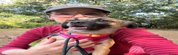Mixed Breed dogs for adoption: Meet Marlene  11 months old  6.5 kg Romanian mix  in Fareham - Advert 6