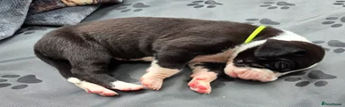 Great Dane Puppy 10 - Missy