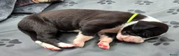 Great Dane dogs for sale: Southern Frontier Litter in Newport - Advert 17