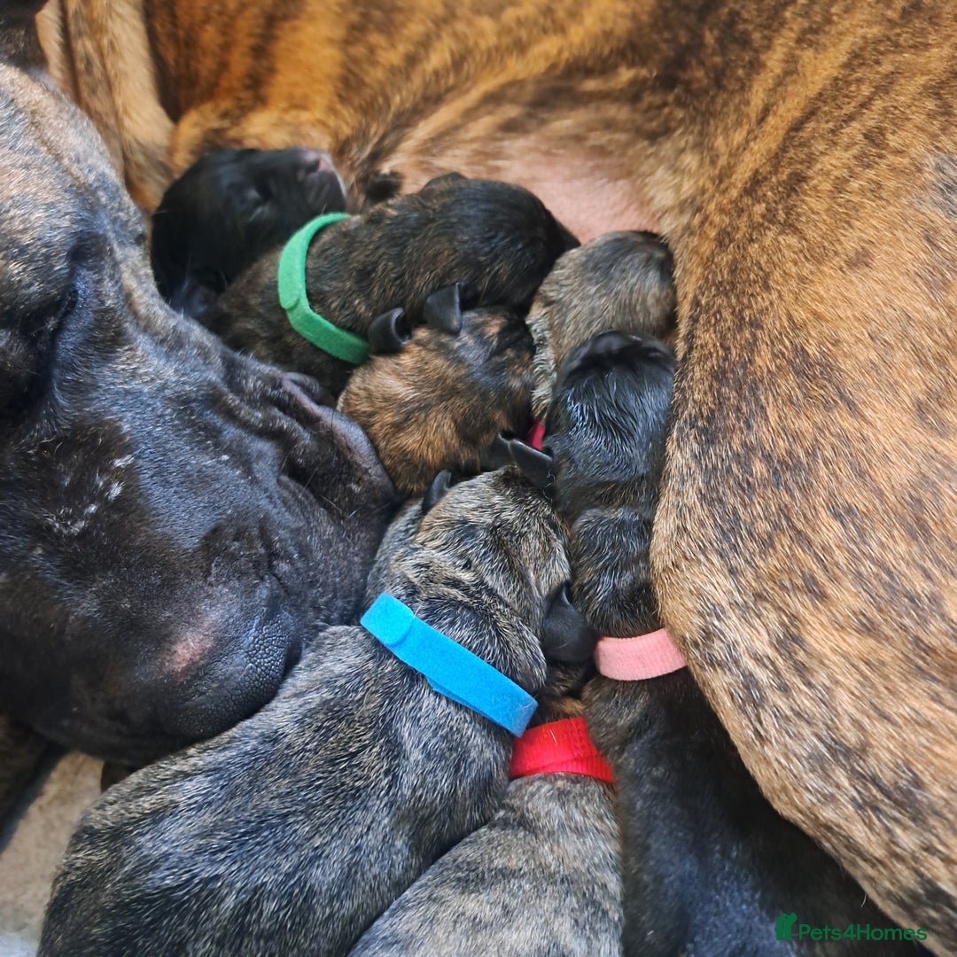 Gallery Image {{count}}