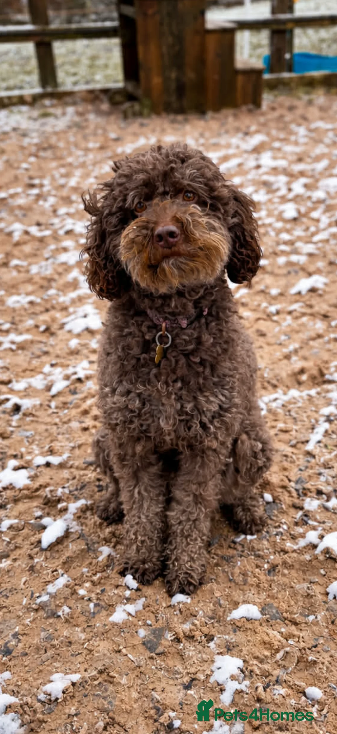 Mixed Breed dogs for sale: Look at this stunning couple! Littler due soon  - Advert 2