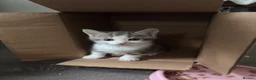 Mixed Breed cats for sale: Kittens for sale  in Luton - Advert 3