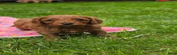 Cavapoo dogs for sale: ❤️Beautiful cavapoo- Ready 16th July ❤️ - Advert 22