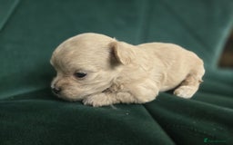 Maltipoo dogs for sale: 🐾 🐾3 Beautiful Maltipoo Girls Available! 🐾 - Image 9
