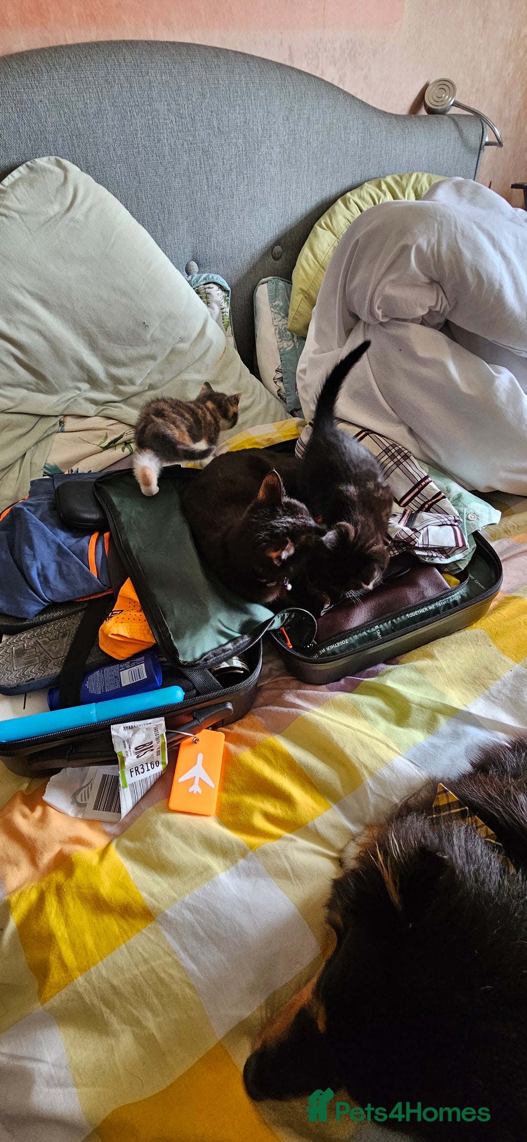 Mixed Breed cats for sale: Male and Female Kitten - Image 15