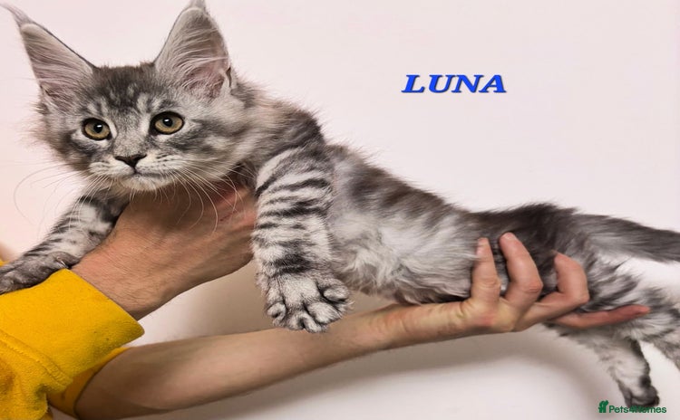 Maine Coon cats - Advert 8