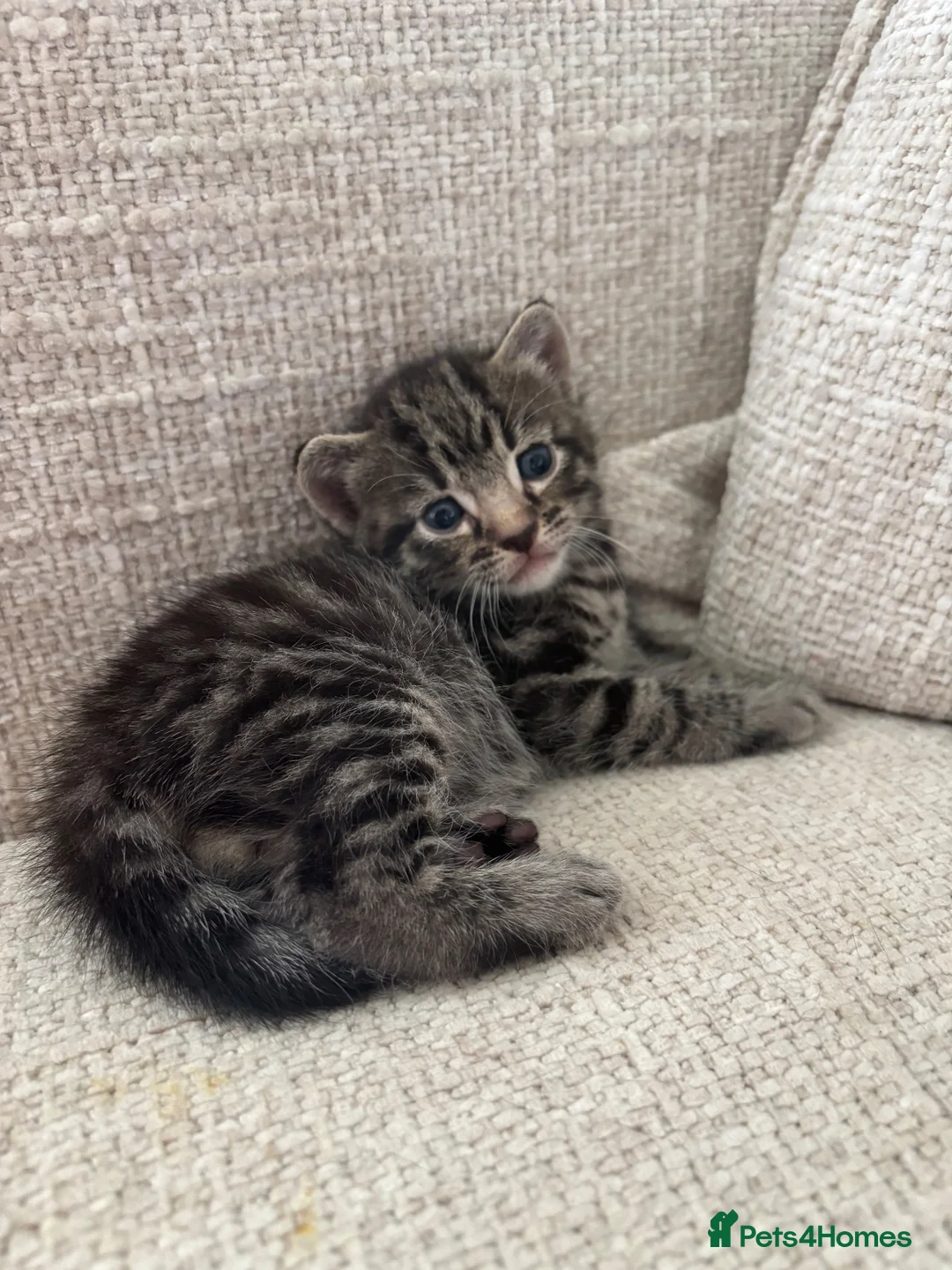 Bengal cats for sale: Grey Male Bengal - Advert 9