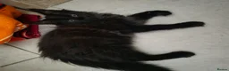 Maine Coon cats for sale: Two Beautiful Maine coons  - Advert 11
