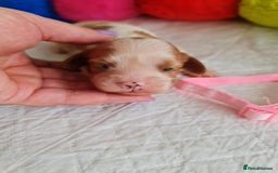 Cavapoo dogs for sale: 🥇Finest Quality Beautiful Toy Cavapoos🥇 - Image 9