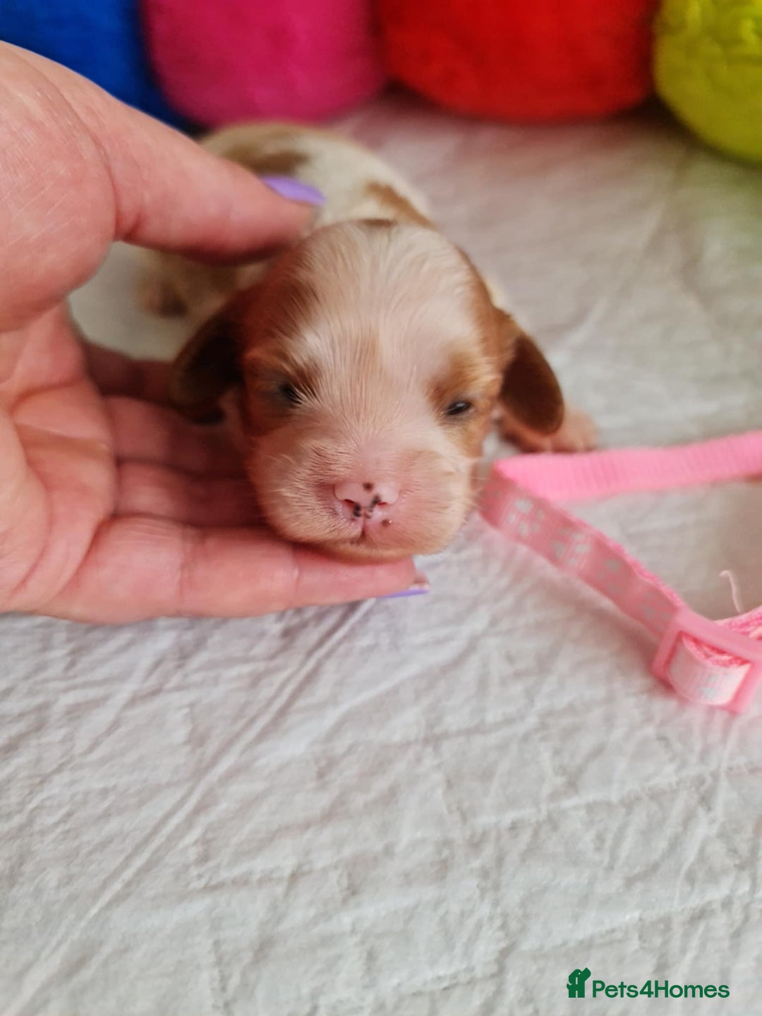 Cavapoo dogs for sale: 🥇Finest Quality Beautiful Toy Cavapoos🥇 - Image 9