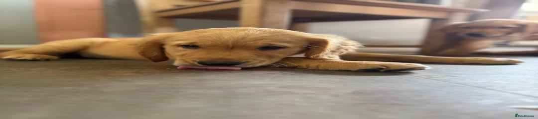 Golden Retriever Puppy 4