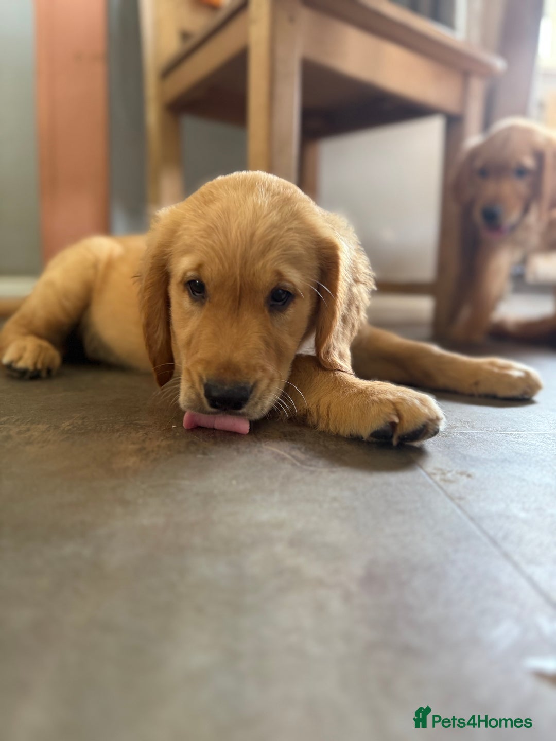 Golden Retriever dogs for sale: KC registered/Health tested Golden Retrievers  - Image 5
