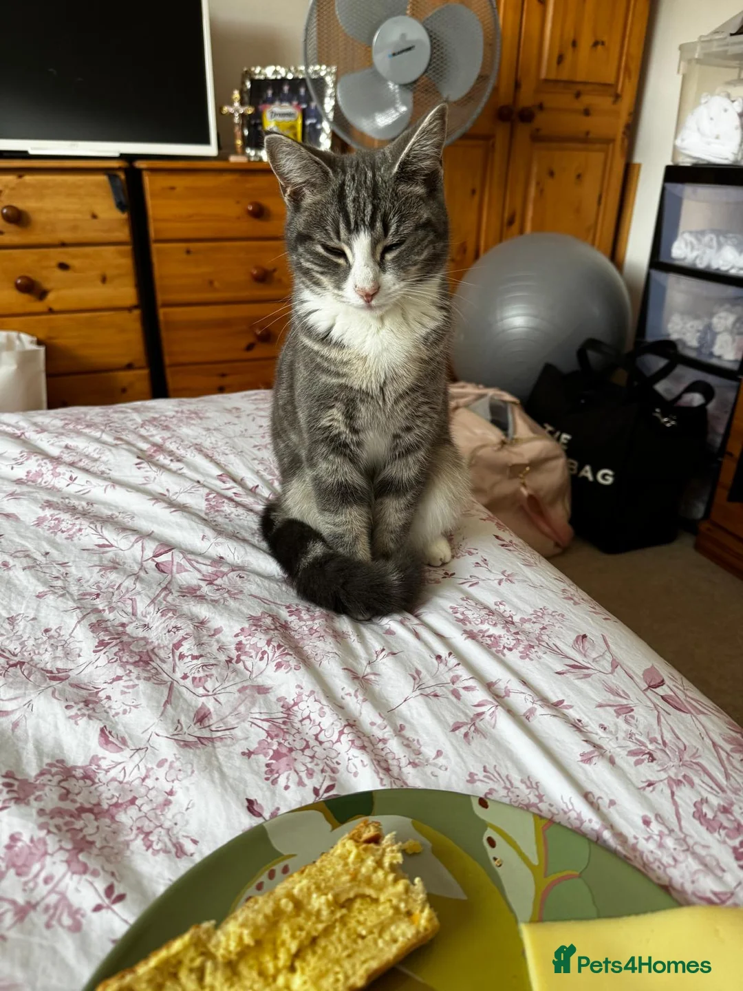 Mixed Breed cats for sale: Female kitten  - Advert 7