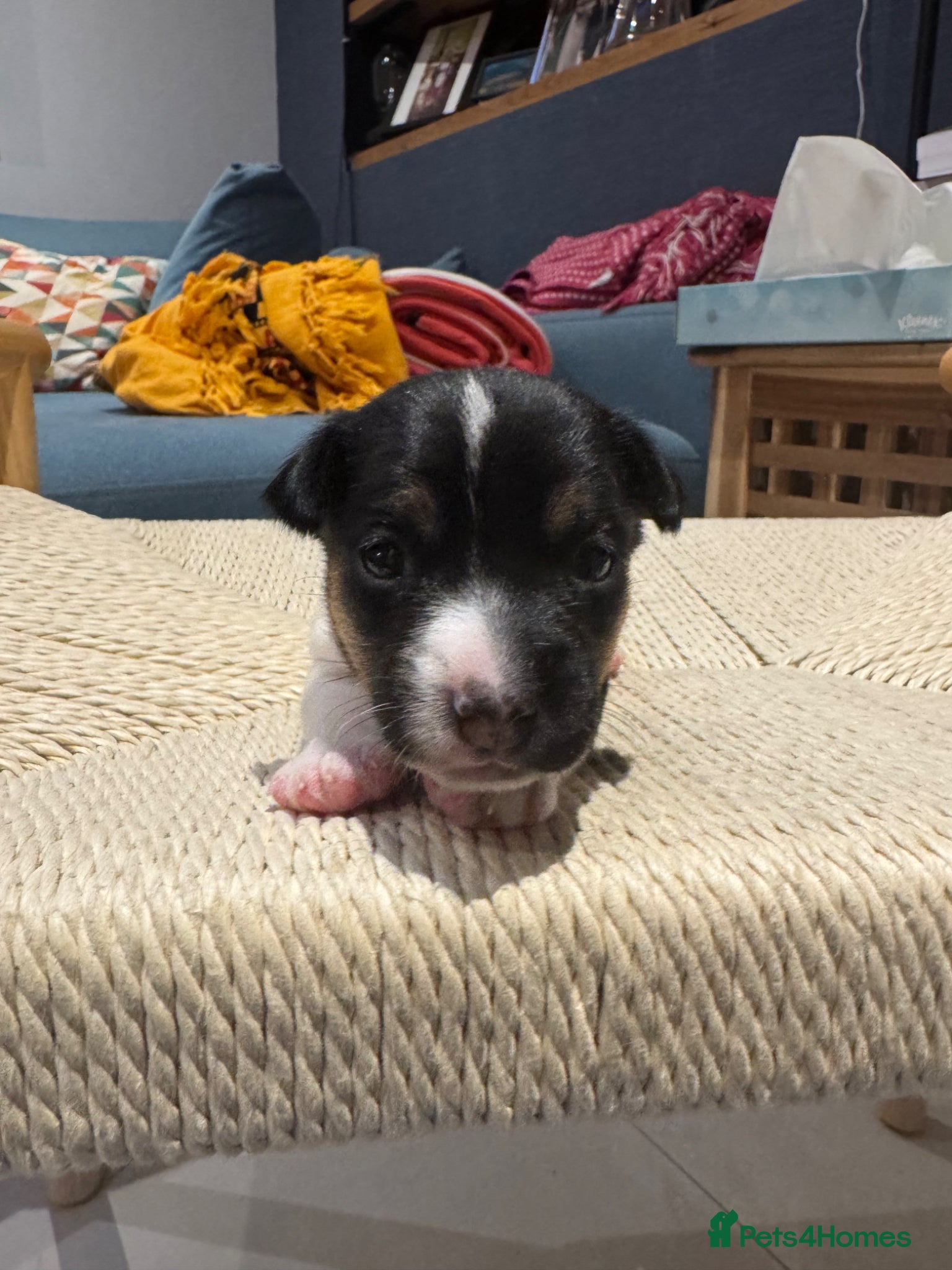 Jack Russell dogs ONE GIRL LEFT - Advert 2