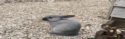 Mixed Breed rabbits for sale: Two Baby Rabbits  in Melton Mowbray - Advert 6