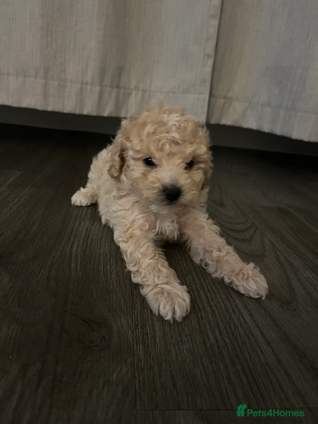 Cavapoo dogs for sale: 3 beautiful Cavopoo males 🐶 - Advert 14