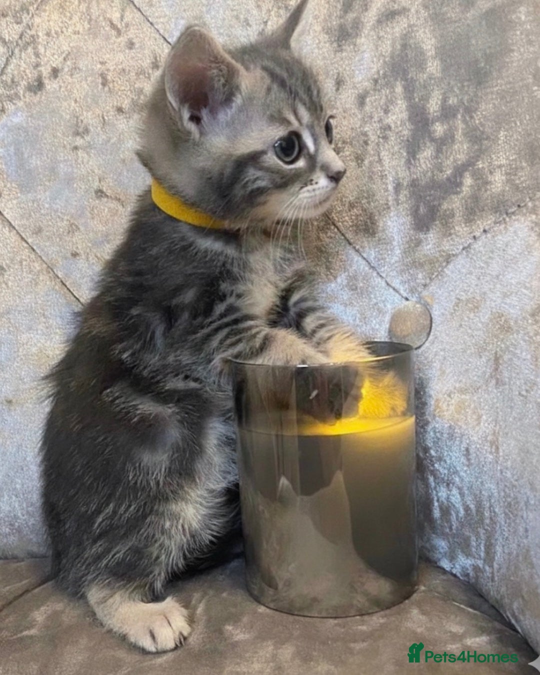 Mixed Breed cats for sale: Beautiful Hand-Reared British Blue Kittens - Advert 1