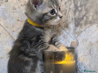 Mixed Breed cats Beautiful Hand-Reared British Blue Kittens - Advert 1