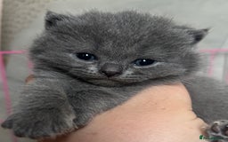 British Shorthair cats for sale: British shorthair kittens - Image 2