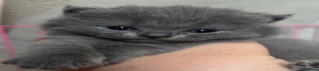 British Shorthair Kitten 5