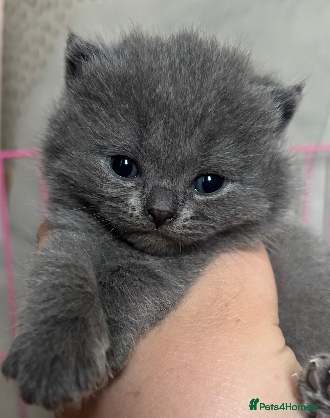 British Shorthair cats for sale: British shorthair kittens - Image 2