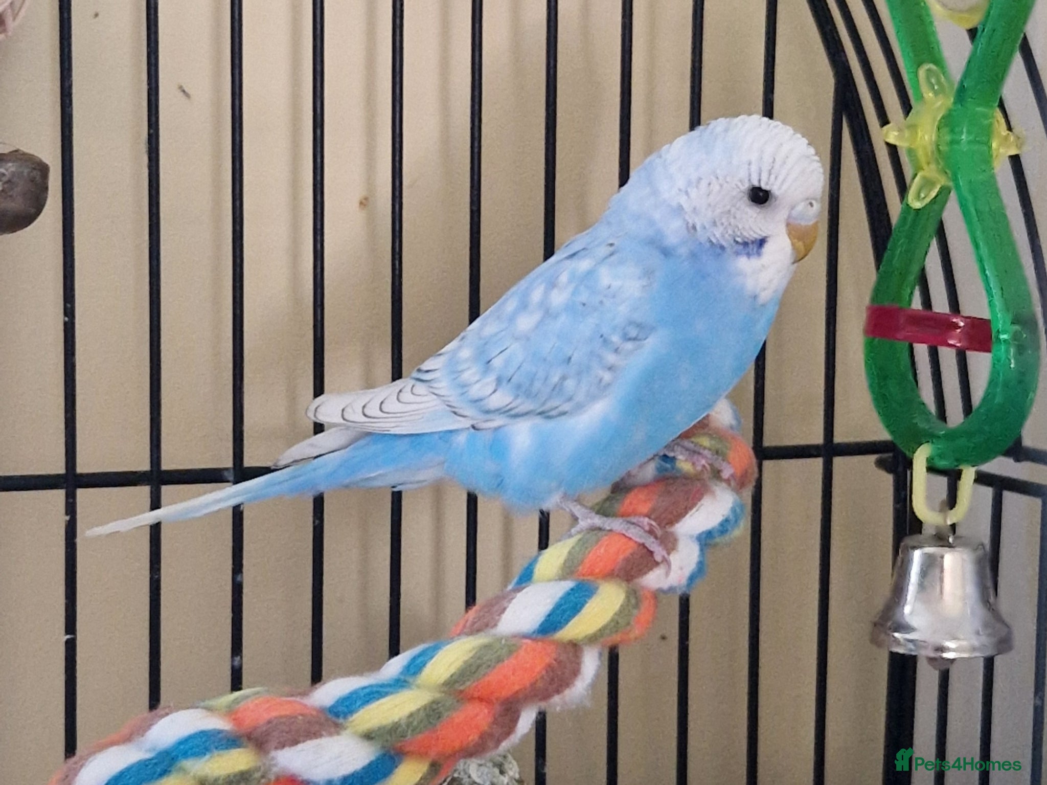 Budgerigars birds Female home bred budgie - Advert 1