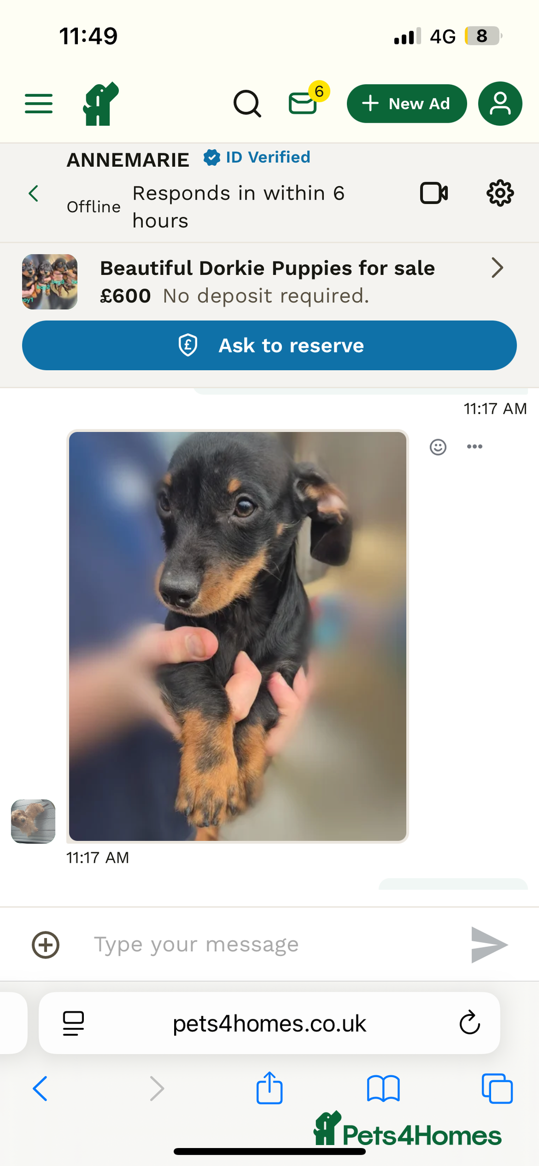 Mixed Breed dogs for sale: 🐶 Dorkie (Yorkie x Dachshund) Puppy for Sale 🐶 - Advert 1