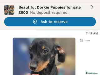 Mixed Breed dogs 🐶 Dorkie (Yorkie x Dachshund) Puppy for Sale 🐶 - Advert 1