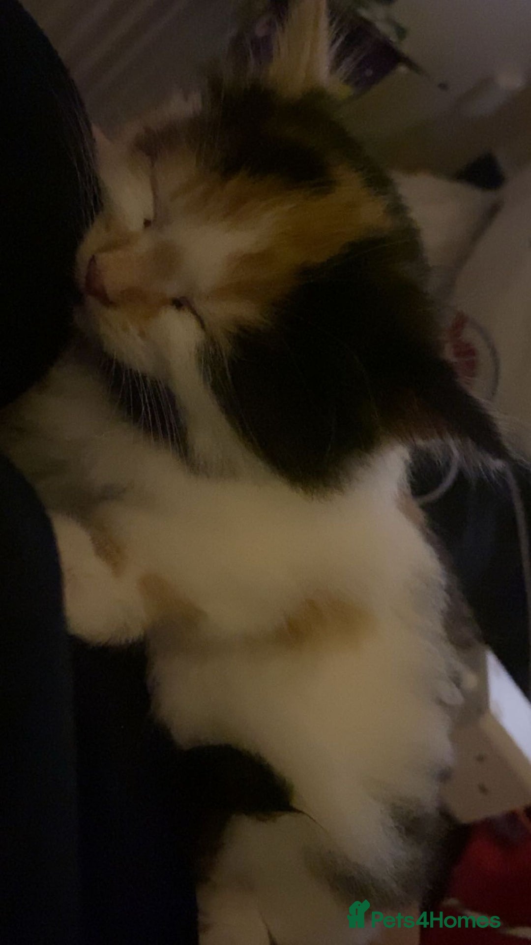 Mixed Breed cats for sale: Kitten for sale  - Image 1