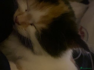 Mixed Breed cats Kitten for sale - Advert 10
