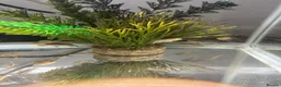 Cichlids fish for sale: African cichlids - Advert 4