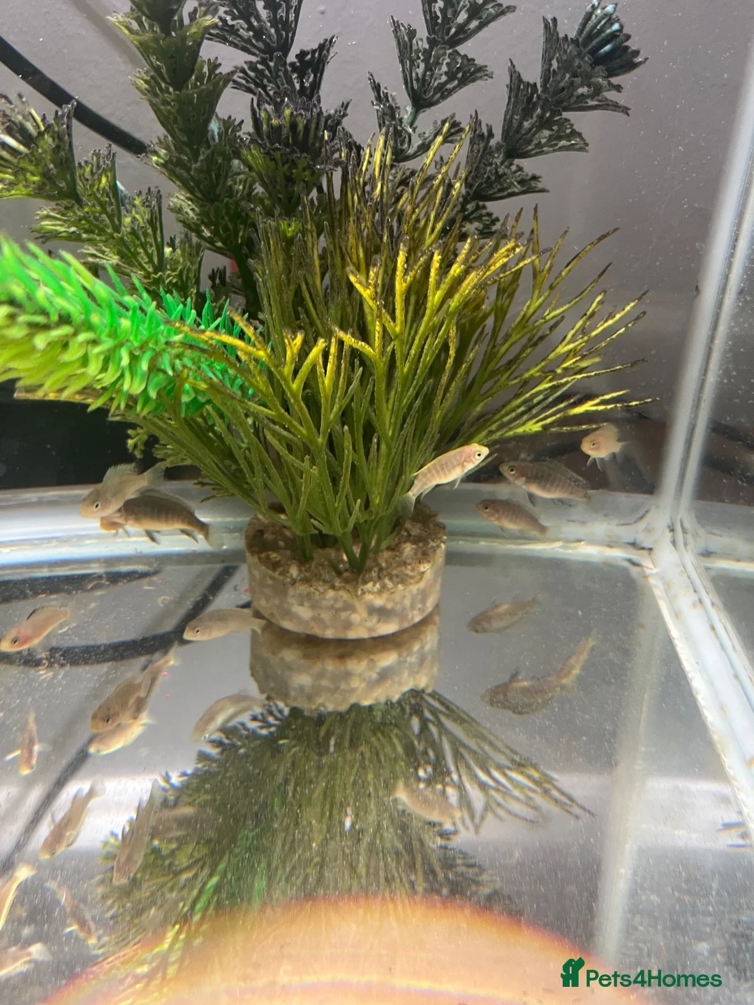 Cichlids fish for sale: African cichlids - Advert 4