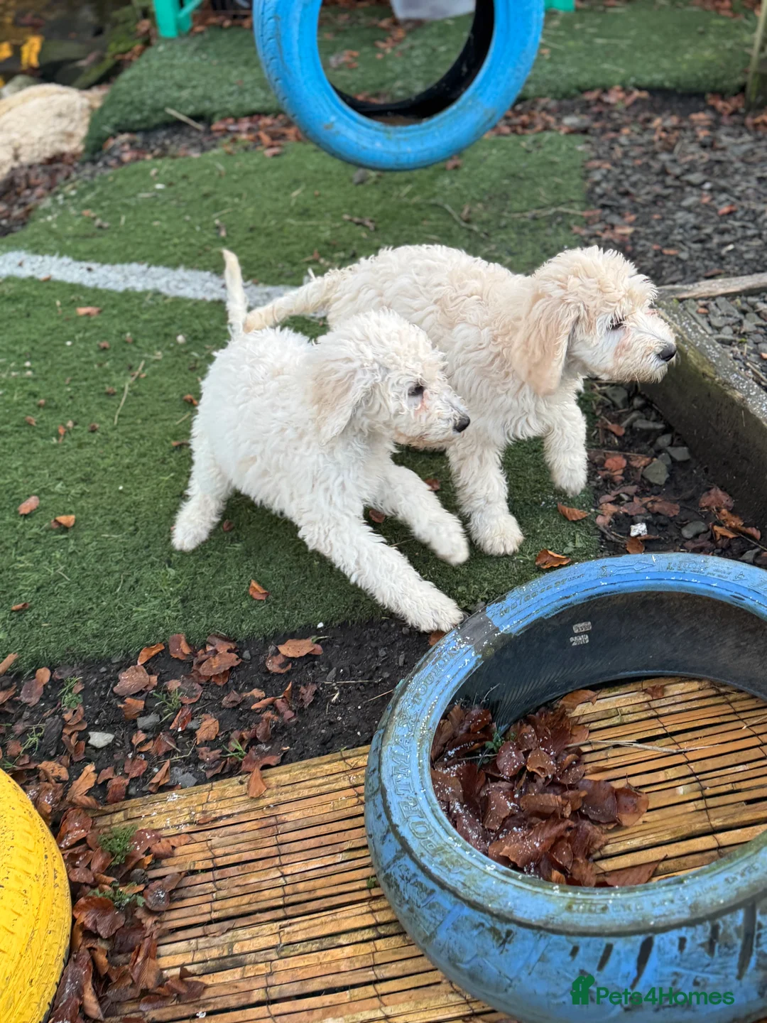 Goldendoodle dogs for sale: Golden doodle F1B stunning puppies  - Advert 11